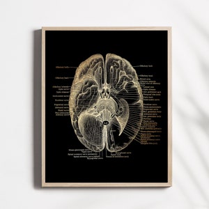 Brain Anatomy Print - Neuroscience Gift - Neurosurgeon Gift - Gold Foil Print - Neurology - 8.5x11 inches