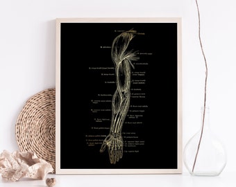 Physical Therapist Gift - Massage Therapist Gift - Arm Muscle Anatomy - Therapy Decor - Gold Foil Print