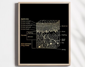 Dermatologist gift - Esthetician gift - Dermatology Decor - Skin Histology Art