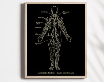 Lymphatic System Art Print - Lymphologist Gift - Gold Foil Print - 8.5x11 inches