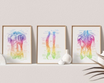 Physical Therapist Gift - Massage Therapist Gift - Set of 3 - PT Gifts - Office Decor - Muscle Anatomy