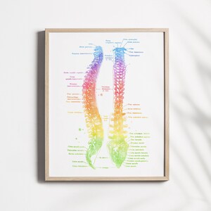Chiropractor Art - Chiropractor Gift - Watercolor Spine Anatomy Print - Spine Art - Med Student Gift - Medical Office Decor