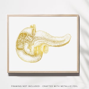 Pancreas Art - Pancreas Anatomy - Gold Anatomy Art - Anatomy Decor - Human Anatomy - Med Student Gift - Medical Office Decor - Hepatology