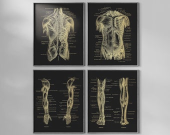 Gold Foil Anatomy Art Prints: Physical Therapist Gift Set