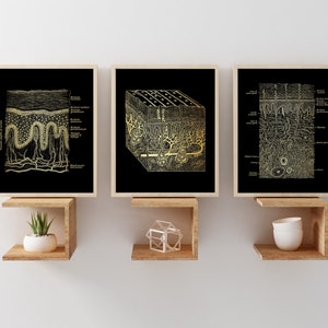 Dermatologist 3 Piece Wall Art - Esthetician Gift - Dermatology Office Decor - Spa Room Decor -  Epidermis Art - 8.5x11 inches