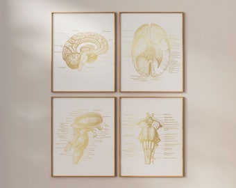 Brain Anatomy Set of 4 Prints - Neurosurgeon Gift - Brain Surgeon Graduate - Med Student Gift - Medical Art - Neuroscience - Neurology Gift