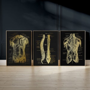 Physical Therapy Art Set of 3 - Massage Therapist Gift - Physiotherapy Art - Chiropractor Gift - Gold Foil - 8.5x11 inches