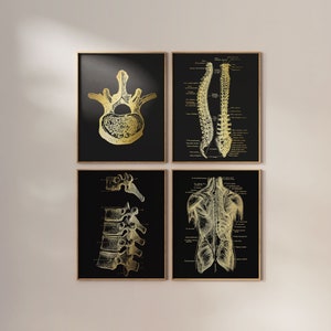 Chiropractor Gift - Chiropractic Art Print Set of 4 - Gold Foil Print - Rad Tech Gift - Radiology - 8.5x11 inches