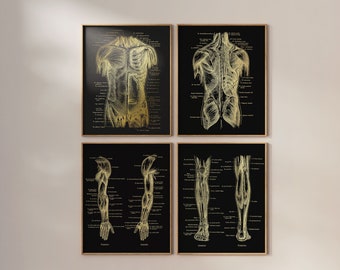 Physical Therapist Gift - Massage Therapist Gift - Set of 4 - Physical Therapy Art - Gold Foil - 8.5x11 inches