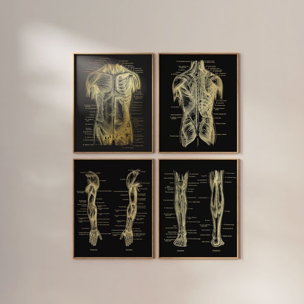 Physical Therapist Gift - Massage Therapist Gift - Set of 4 - Physical Therapy Art - Gold Foil - 8.5x11 inches