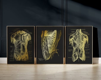 Physical Therapy Art Set of 3 - Message Therapist Gift - Physiotherapy Art - Muscle Anatomy - 8.5x11 inches