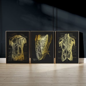 Physical Therapy Art Set of 3 - Message Therapist Gift - Physiotherapy Art - Muscle Anatomy - 8.5x11 inches