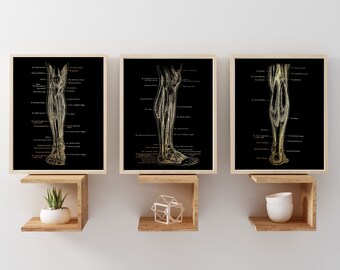 Physical Therapist Gift - Leg Muscle Anatomy Set of 3 - PT Gifts - Massage Therapist Gift - Therapy Office Decor