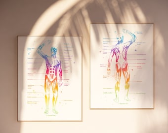 Physical Therapist Gift - Massage Therapist Gift - Masseuse - Occupational Therapy - Muscle Anatomy - Med Office Decor