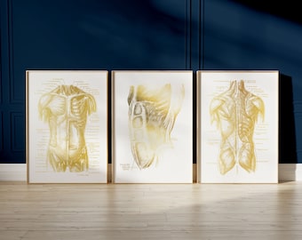 Physical Therapy Art Set of 3 - Message Therapist Gift - Therapy Office Decor -  Torso Muscle Anatomy - Gold Foil Print