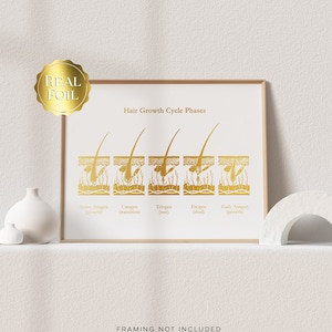Gold Foil Hair Growth Cycle Phases Print: Esthetician Gift