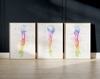 Physical Therapist Gift Set - Massage Therapist Gift Set - Arm Muscle Anatomy - Set of 3 Anatomy Prints