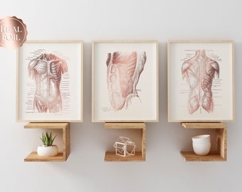 Physical Therapist Gift Set of 3 - Massage Therapist Gift - Muscle Anatomy - Gold Foil Print - 8.5x11 inches
