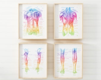 PT Gifts - Physical Therapist Gift - Massage Therapist Gift - Set of 3 - Office Decor - Physiotherapy Art