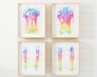 May include: A set of four framed anatomical prints featuring human muscular systems in a rainbow gradient color scheme. The prints display the torso, back, arms, and legs with detailed labels and lines pointing to specific muscle groups.