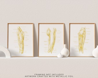 Physical Therapist Gift - PT Gifts - Massage Therapist Gift - Upper Leg Anatomy - Thigh Muscle Anatomy - Therapy Office Decor