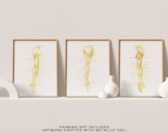 Physical Therapist Gift - Orthopedic Gift - Massage Therapist Gift - Arm Muscle Anatomy - Gift for Masseuse - Med Student Gift - Gold Foil