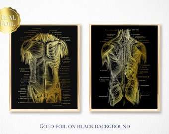 Massage Therapy Art Print Set of 2 - Physical Therapist Gift - Muscle Anatomy - Gold Foil Print - Chiropractor Gift - 8.5x11 inches