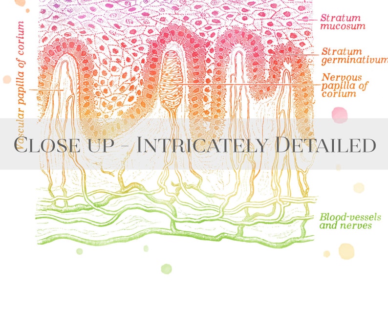 Esthetician Art Dermatology Print Epidermis Art Skin Etsy