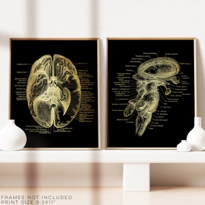 Brain Anatomy Print set of 2 - Neuroscience Gift - Brain Stem - Neurosurgeon Gift - Gold Foil Print - Neurology - 8.5x11 inches