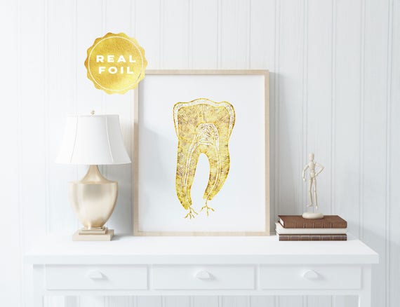 Tooth Anatomy Print Dental Anatomy Gold Foil Anatomy Etsy
