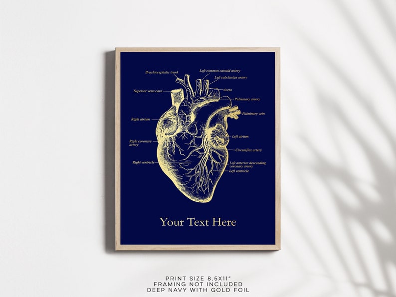 K&ouml;nnte beinhalten: Eine anatomische Herzdarstellung in Goldfolie auf einem tiefblauen Hintergrund. Das Herz ist mit den Namen der verschiedenen Teile des Herzens beschriftet. Der Text "Your Text Here" ist unter dem Herzen gedruckt. Die Druckgr&ouml;&szlig;e betr&auml;gt 8,5x11 Zoll. Ein Rahmen ist nicht im Lieferumfang enthalten.