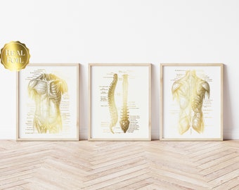 Physical Therapist Gift - Massage Therapist Gift - Physiotherapy Art - Chiropractor Gift - Gold Foil Set of 3