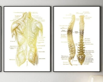 Chiropractic Art - Chiropractor Gift - Chiropractor Office Decor - Osteopathy