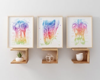 Physical Therapist Gift - Massage Therapist Gift - Muscle Anatomy
