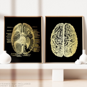 Brain Anatomy Print set of 2 - Neuroscience Gift - Neurosurgeon Gift - Gold Foil Print - Neurology - 8.5x11 inches