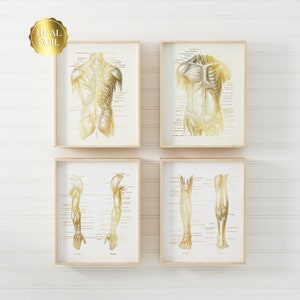 May include: Set of four gold foil anatomical prints featuring the back, front, arm, and leg muscles. Each print is framed in a light wood frame and has a white background.