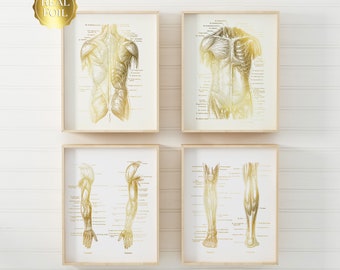 Physical Therapist Set of 4 Gold Foil Prints - Physical Therapy Art - Massage Therapist Gift