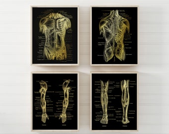 Physical Therapist Gift - Massage Therapist Gift - Set of 4 - Physical Therapy Art - Gold Foil