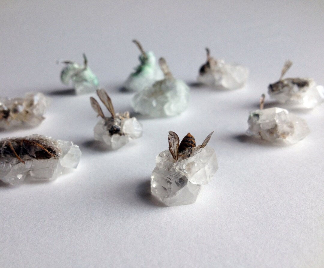 Crystallized Bee Crystal Bug Insect Wings Honeybee - Etsy