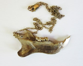 Rodent jaw gold teeth necklace gilded mammal jawbone bone