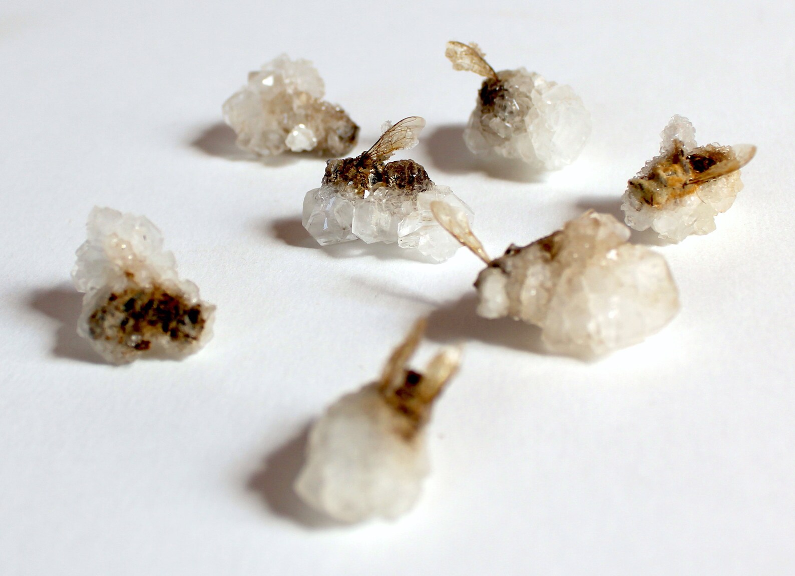 Crystallized Bee Crystal Bug Insect Wings Honeybee - Etsy