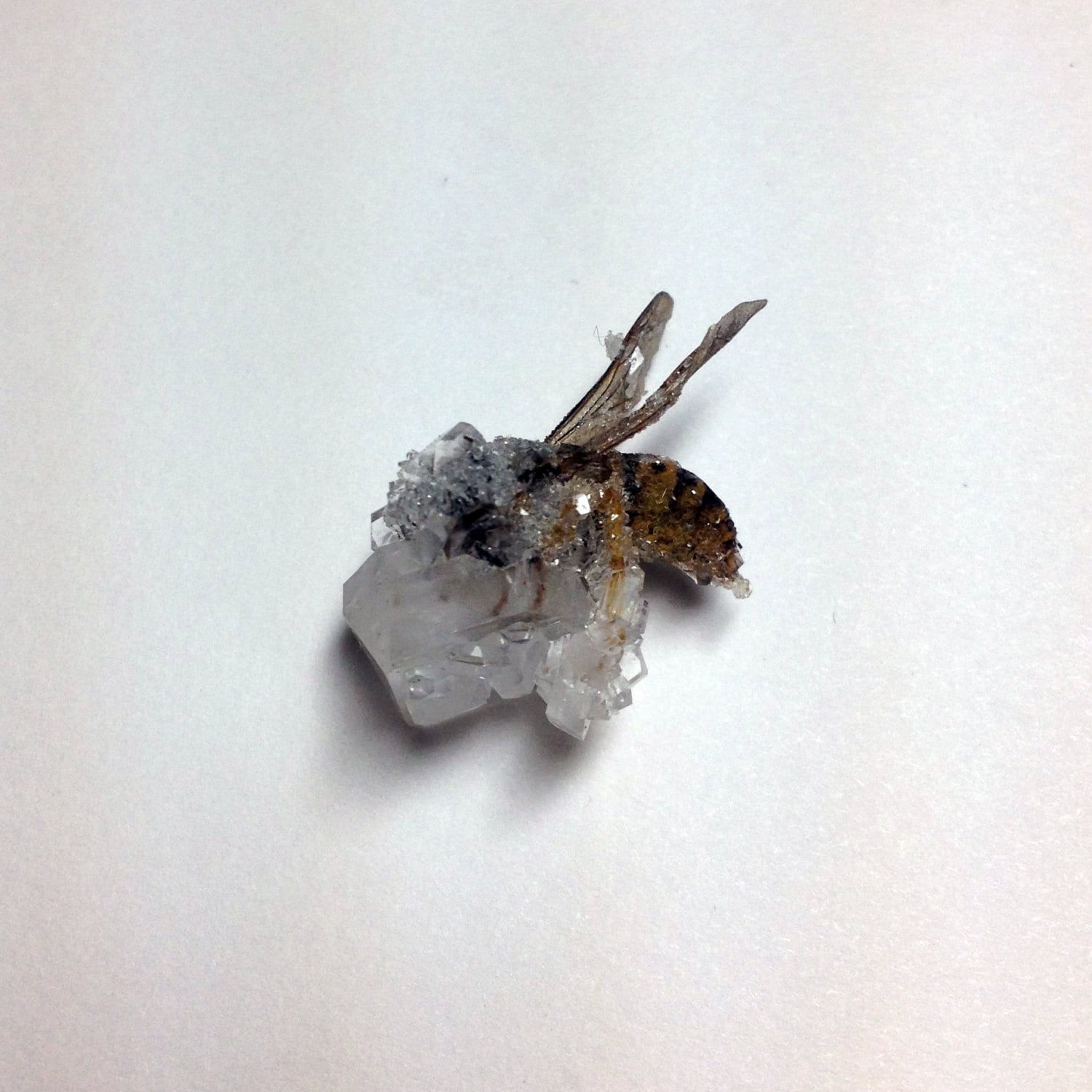 Crystallized Bee Crystal Bug Insect Wings Honeybee - Etsy