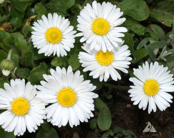 50 Seed/Pack White Daisy Seeds Bellis Perennis Marguerite Original Package A228
