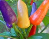 Pepper, Aurora Organic,Great for growing in a patio planter, Container and Garden bed.