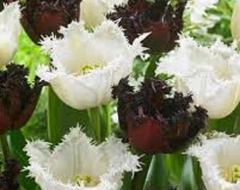 black white tulips etsy