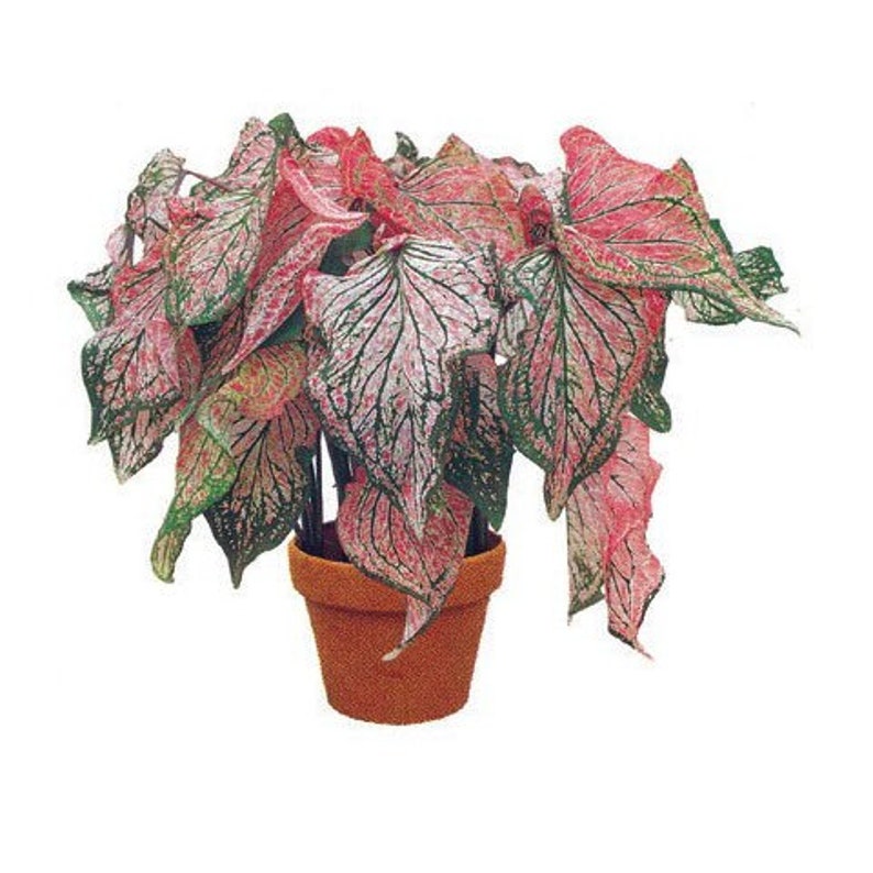 This variety really pops in the shade Bulbs Caladiums Pink Symphony