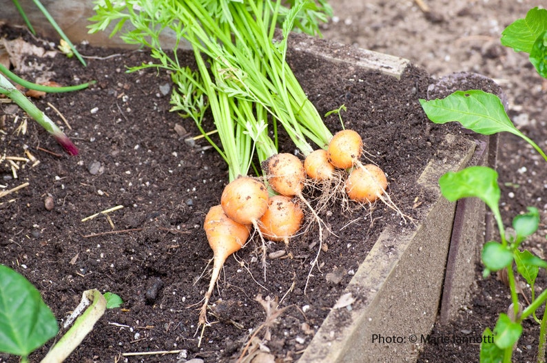 Carrot seeds,Parisian Carrot Heirloom Vegetable! French heirloom!Easy to Grow Eat It.-organic Plant it