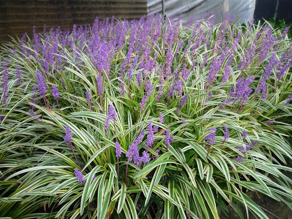 Monkey Grass Seed Liriope muscari Ornamental Grass Seeds Etsy