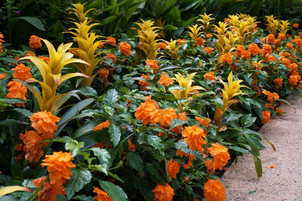 Crossandra Orange Marmalade Firecracker Flower Very Rare Etsy