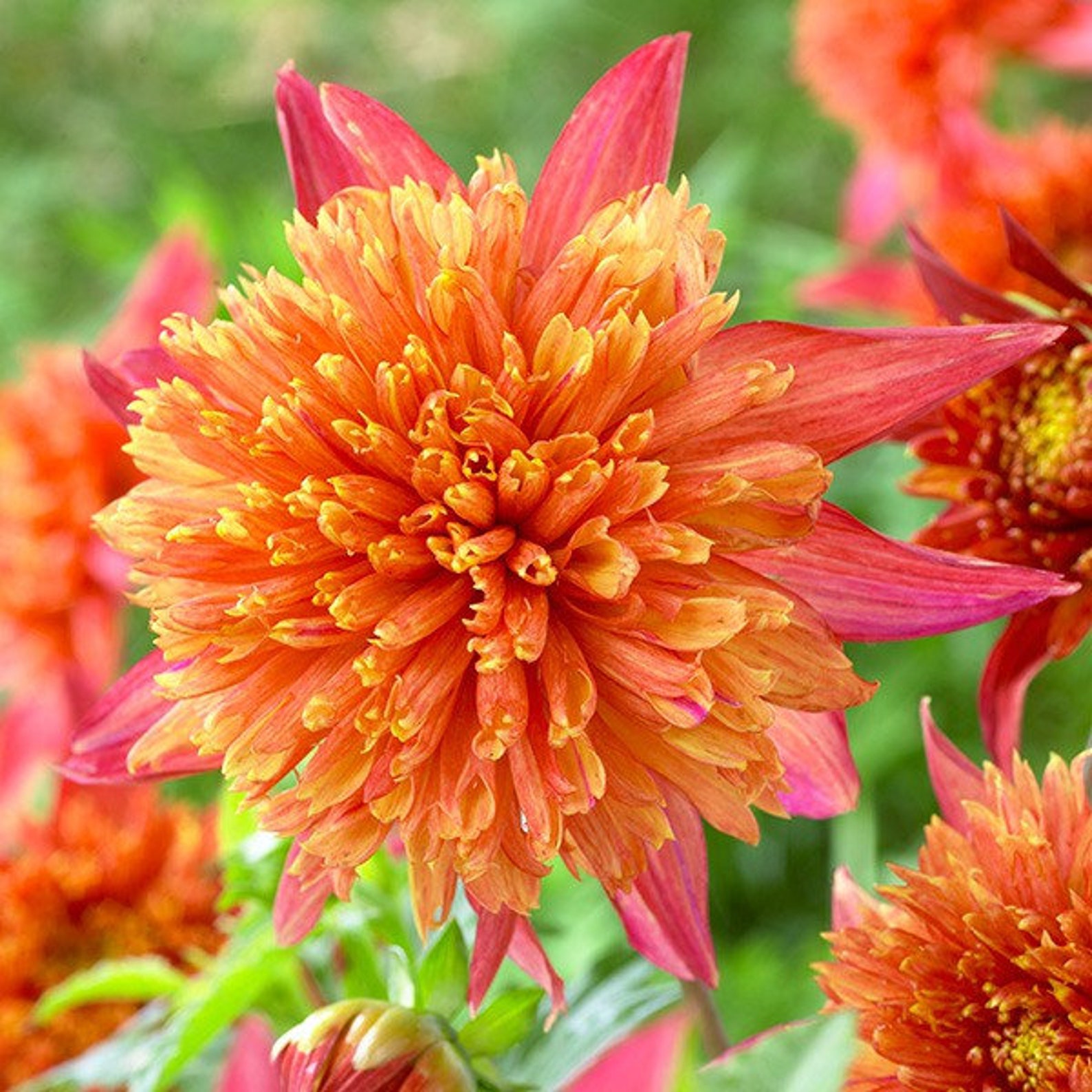 DAHLIA JIVE Tuber Powder Puff Dahlias Great Cut Flowers Etsy